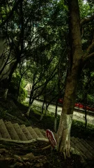 Woodland Steps