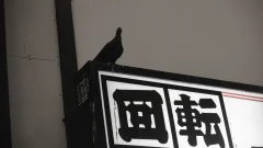 Pigeon on a Sign