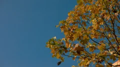 Leaves against the Blue