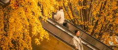 Escalator beneath the Ginkgo