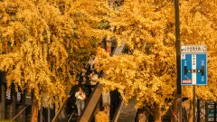A Canopy of Gold
