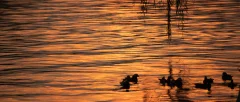 Waterbirds at Dusk