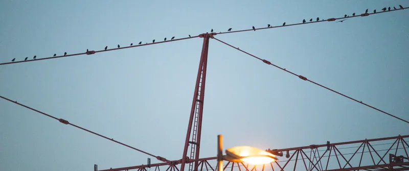 Birds on the Crane