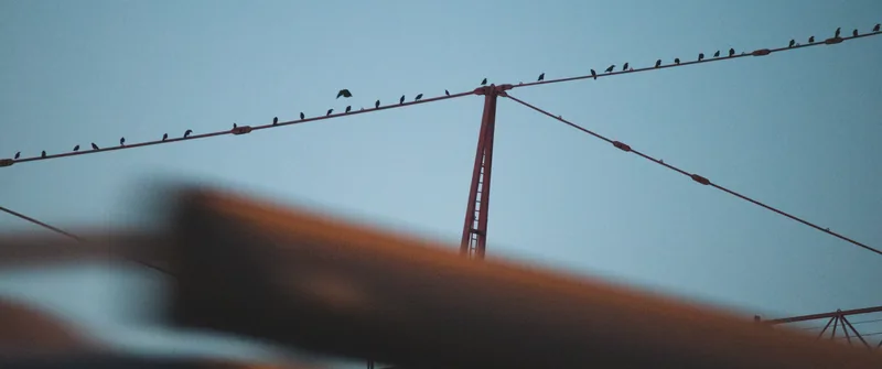 Taking Flight